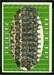 1961 Topps #47: Green Bay Packers Team - click to see large image 1961 Topps #47: Green Bay Packers Team