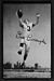 1955 Rams Team Issue Don Burroughs football card