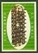 St. Louis Cardinals Team - 1961 Topps football card #121 - click to see large image St. Louis Cardinals Team - 1961 Topps football card #121