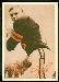 1969 Tresler Comet Bengals Sam Wyche football card